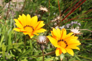 C么te d鈥橝zur Blumen